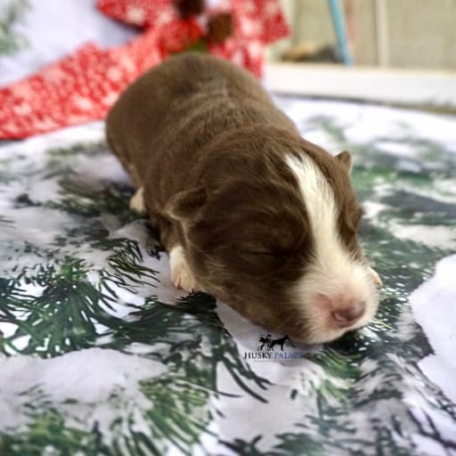 AKC Dr. Cristina Yang 3